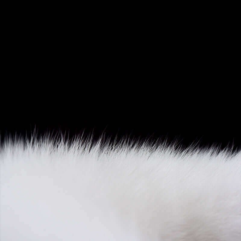 Close-up of soft white fox fur against a black background, highlighting its luxurious texture for a playful appeal.